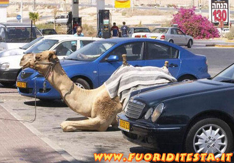Parcheggio cammelli