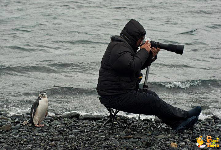 Pinguino beffardo