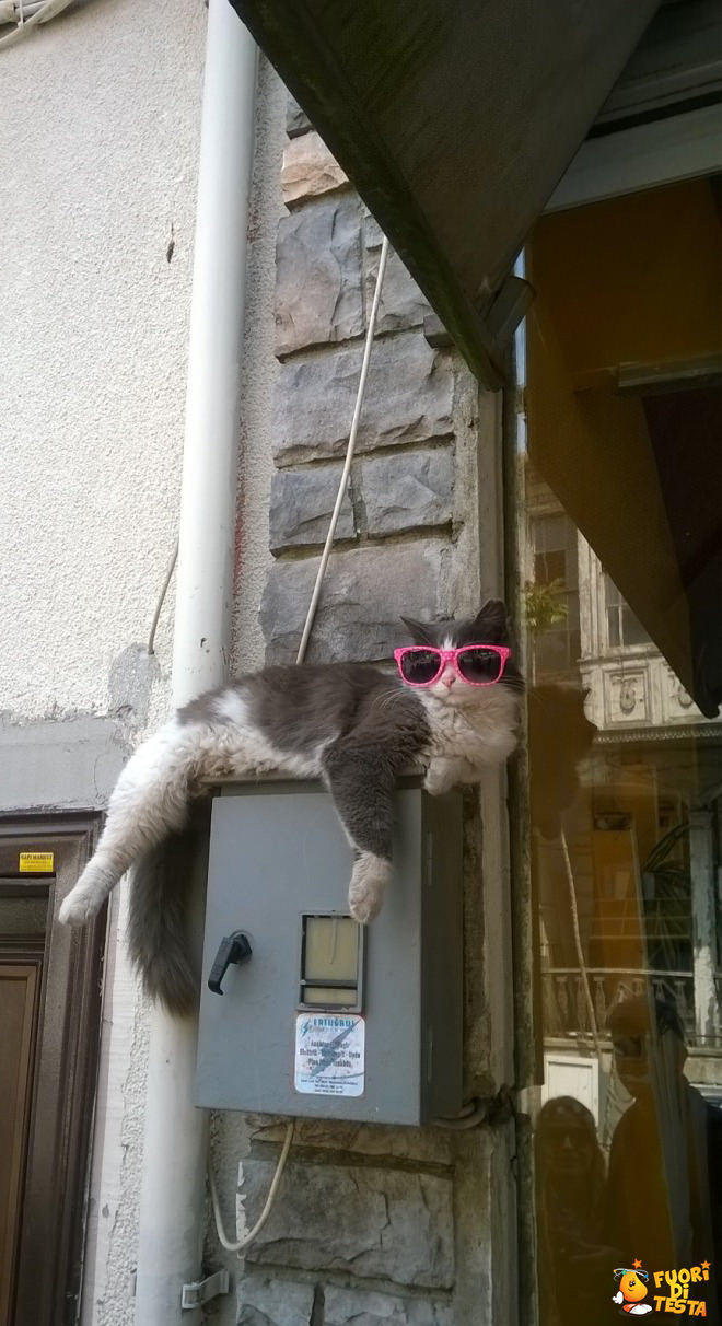 Questo gatto è un gran figo