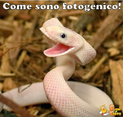 Serpente fotogenico