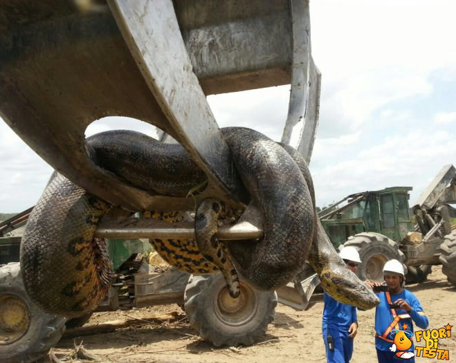 Serpente gigante in Brasile