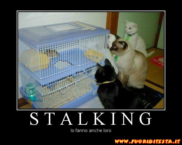 Stalking