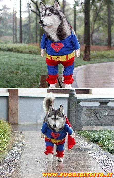 Superdog