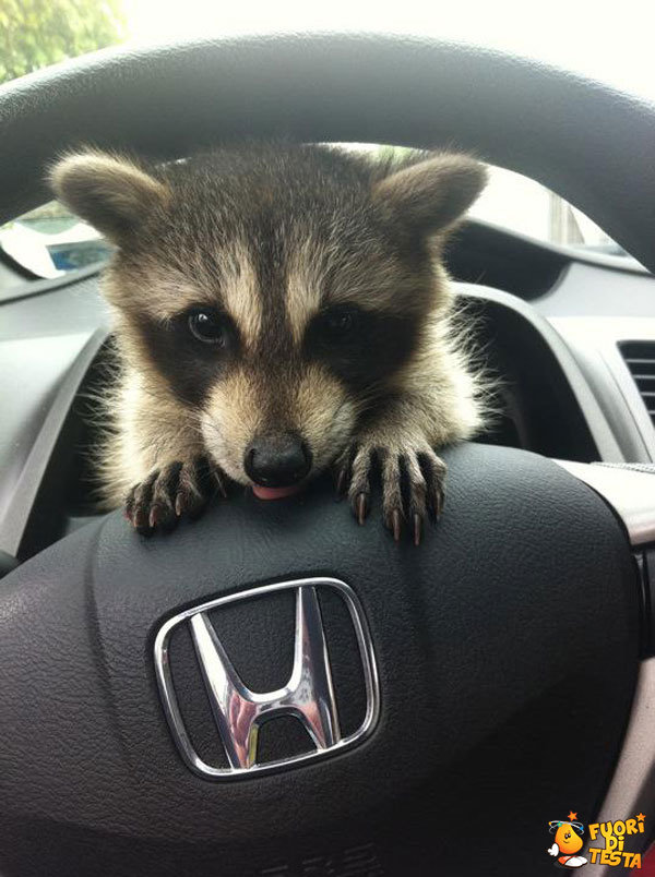 Ti prego, mi fai guidare?