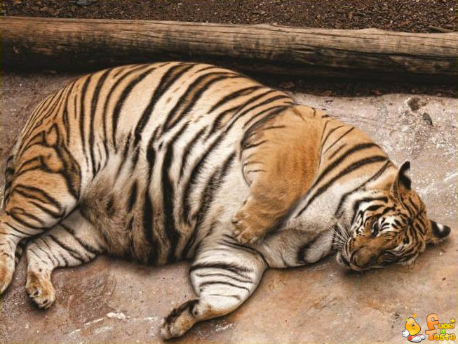 Tigre obesa