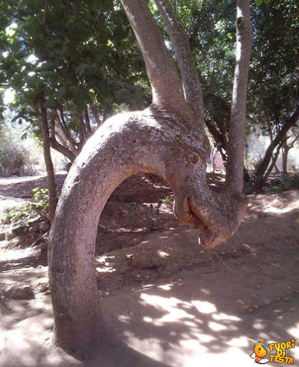 Un albero a forma di drago