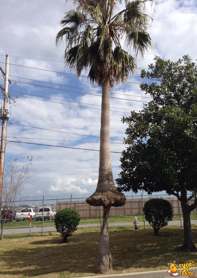 Un albero cresce sull'albero