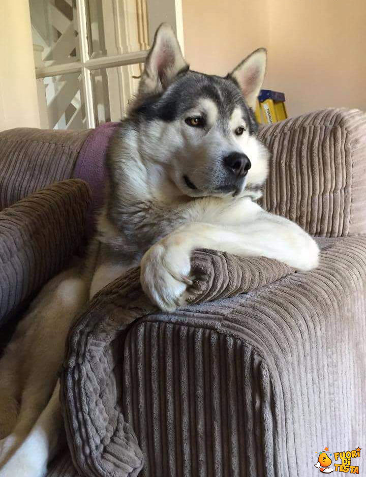 Un cane sulla poltrona