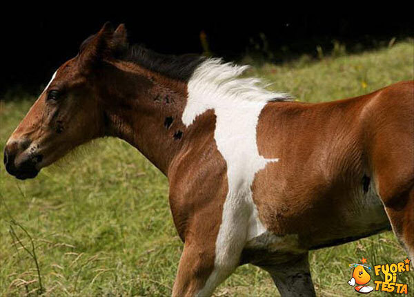 Un cavallo dentro il cavallo