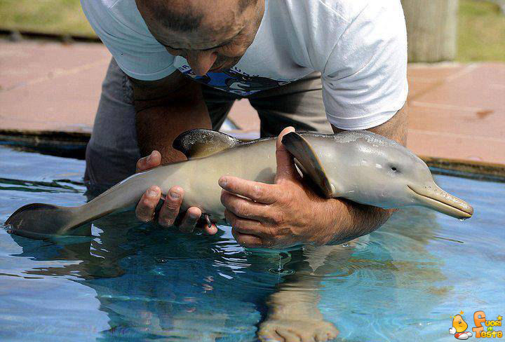Un delfino appena nato