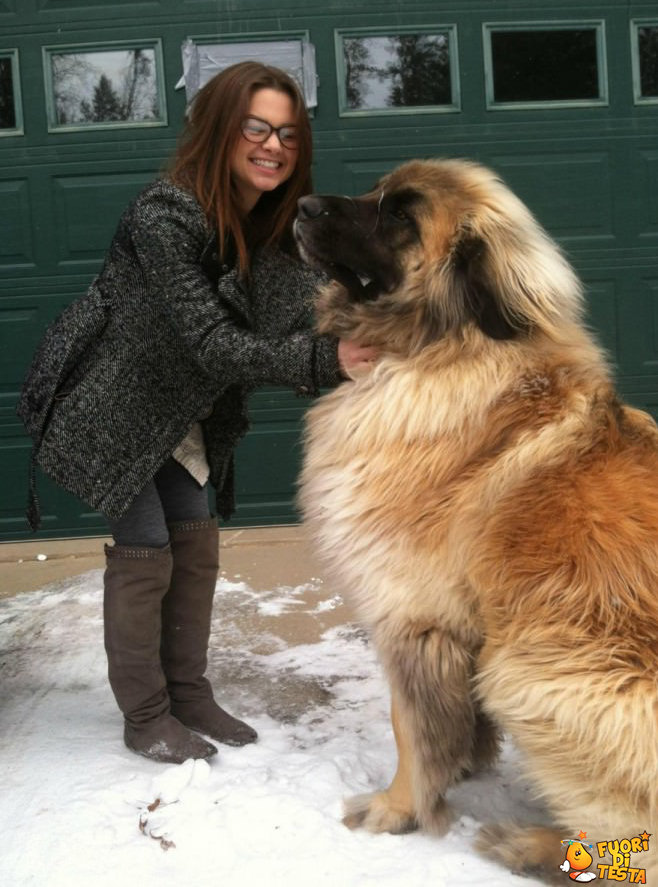 Un fantastico cane Leonberger