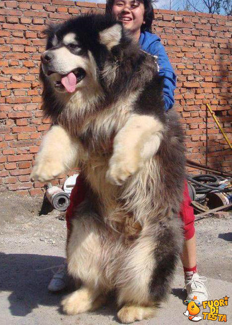 Un fantastico cane tibetano