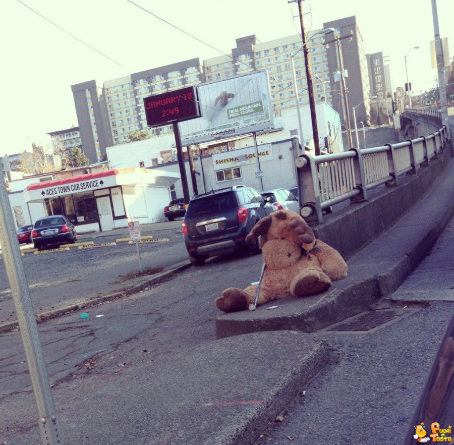 Un peluche barbone