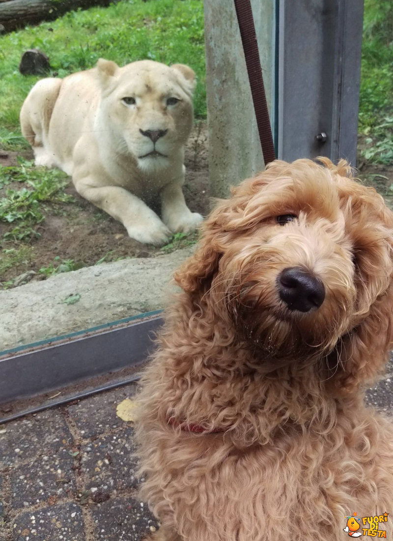 Un selfie col gattone