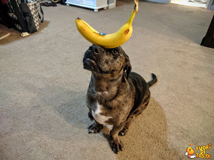 Una banana in equilibrio