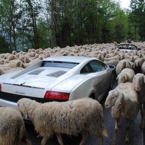 Gregge di pecore e Lamborghini