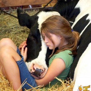 Anche le mucche sanno essere dolci