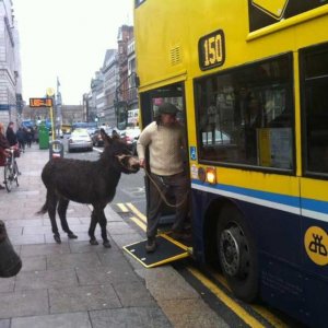 Asino sull'autobus