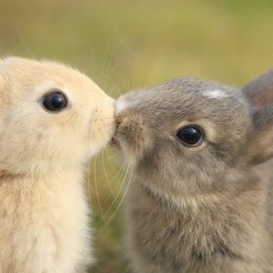 Bacio appassionato tra conigli