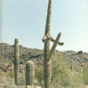 Cactus