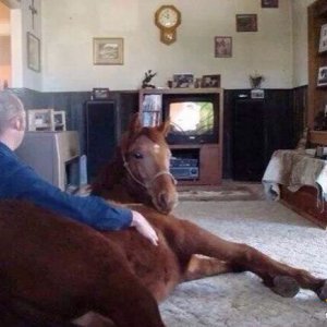 Cavallo domestico in salotto