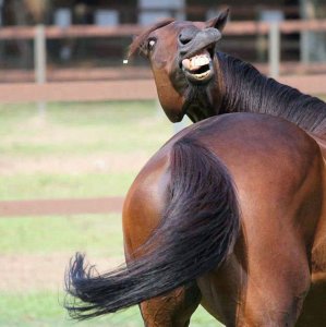Cavallo non molto fotogenico