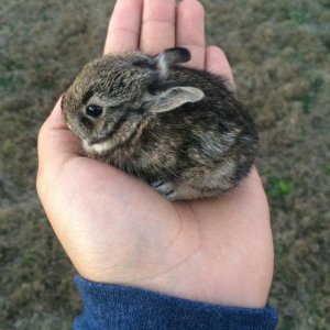 Così piccolo che entra in una mano