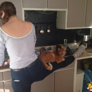 Cucinare con il gatto