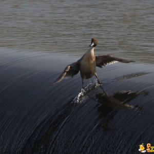 Ecco la papera surfista!