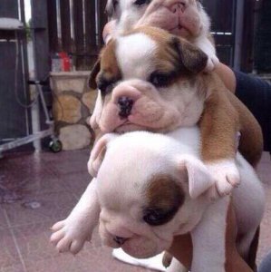 Ecco un bulldog sandwich