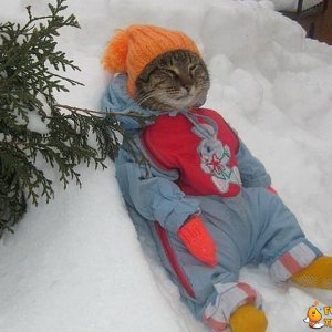 Il famoso gatto delle nevi
