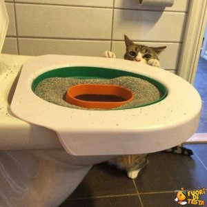 Far usare il bagno al gatto