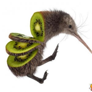 Fermiamo lo sterminio dei kiwi!