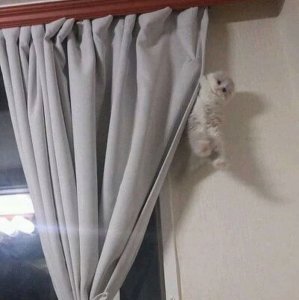 Gatto acrobata in casa