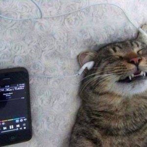 Gatto che ama la musica