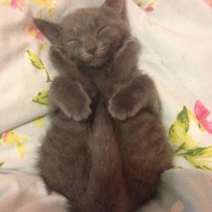 Gatto dorme in posizione yoga