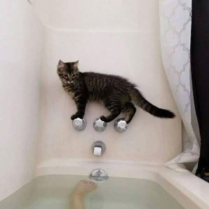 Il gatto equilibrista