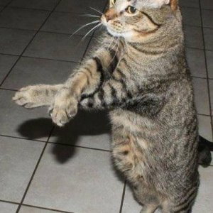 Gatto Gangnam Style