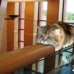 Gatto monorotaia