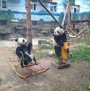 I panda giocano così