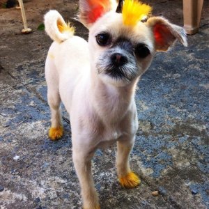 Il cagnolino punk