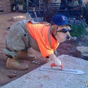 Il cane muratore
