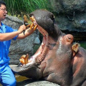 Il dentista per ippopotami