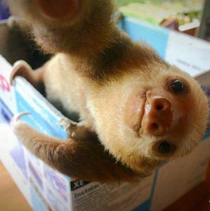 Il selfie di un bradipo