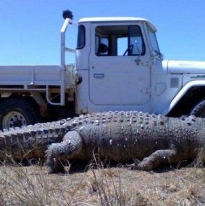 La grandezza di un coccodrillo