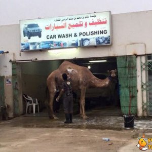 Lavaggio cammelli