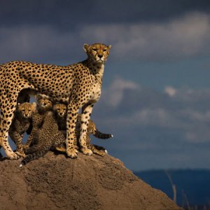 Mamma protegge i suoi cuccioli
