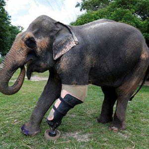 Nuova vita per un elefante