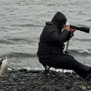 Pinguino beffardo