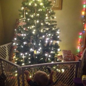 Proteggere un albero di Natale